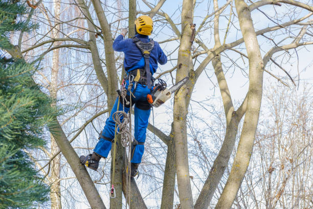 Lawn Maintenance Plans in Greenbrier, TN