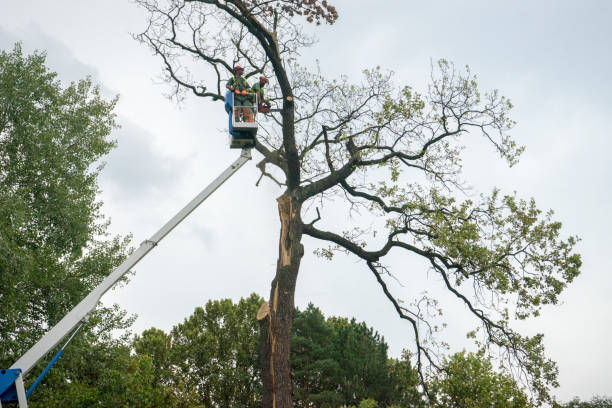 Professional Tree Care in Greenbrier, TN